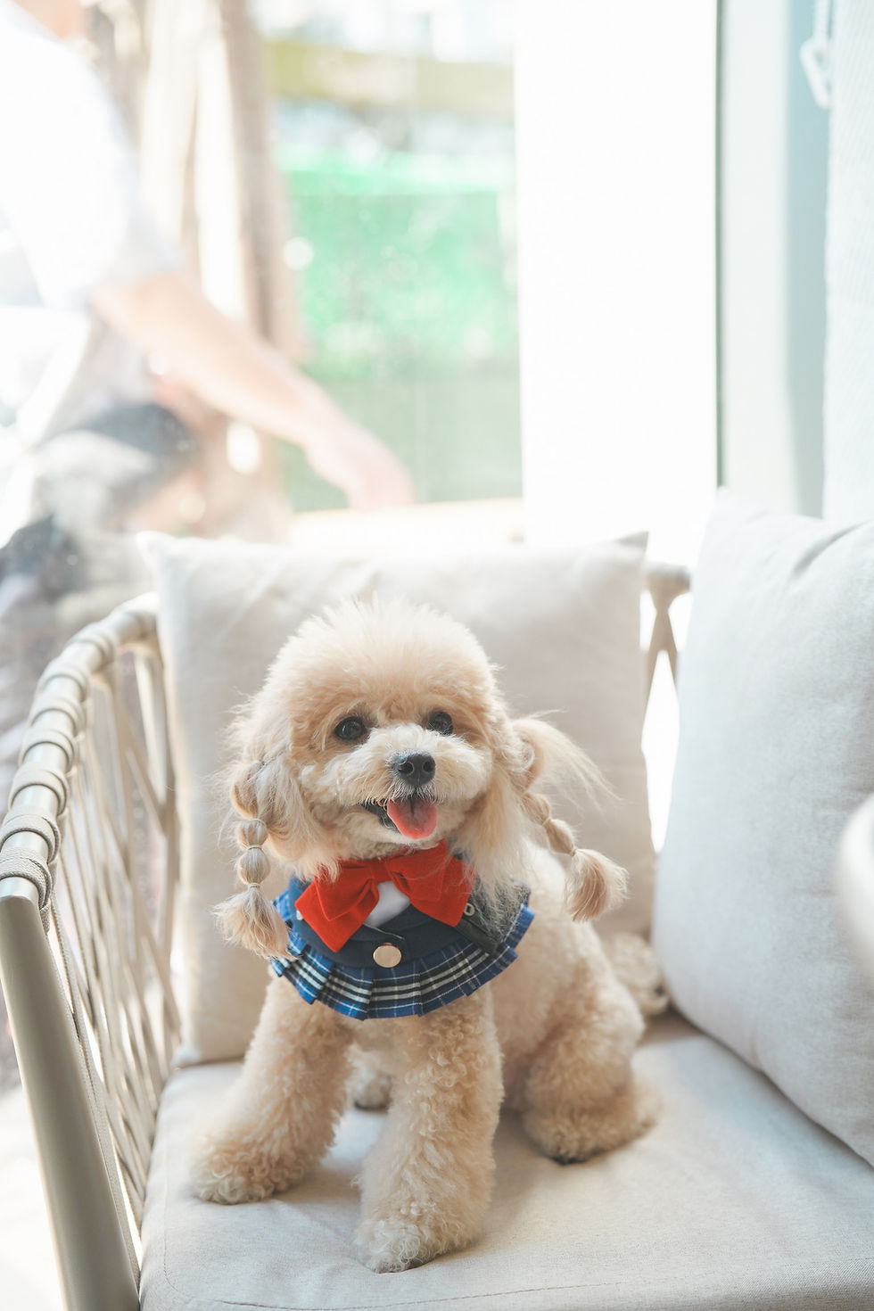 Small poodle with braided fur, red bow and blue plaid outfit sits on a cream sofa in a bright sunlit room, panting happily.