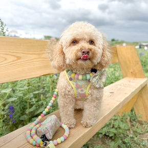 A small dog on a bench wearing a pastel beaded collar and lead