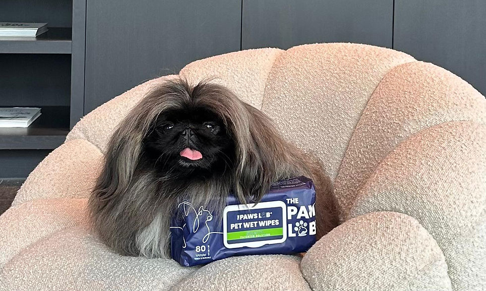 Long-haired black dog sits on a plush beige chair beside a pack of iPaws pet wet wipes, tongue out.