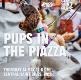 Pups in the Piazza