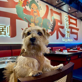 A Norfolk terrier standing on a chair in a Chinese restaurant