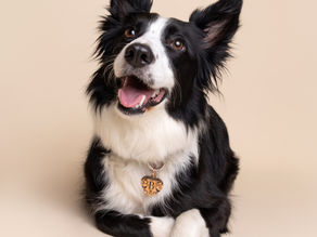 A collie dog posing with front paws crossed