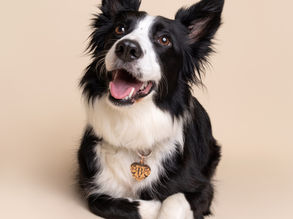 A collie dog posing with front paws crossed