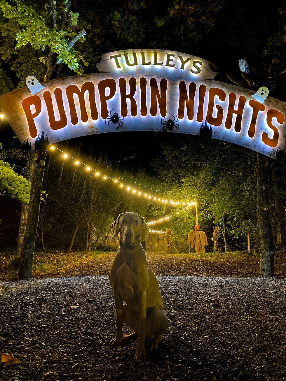 Tulleys pumpkin nights dogs