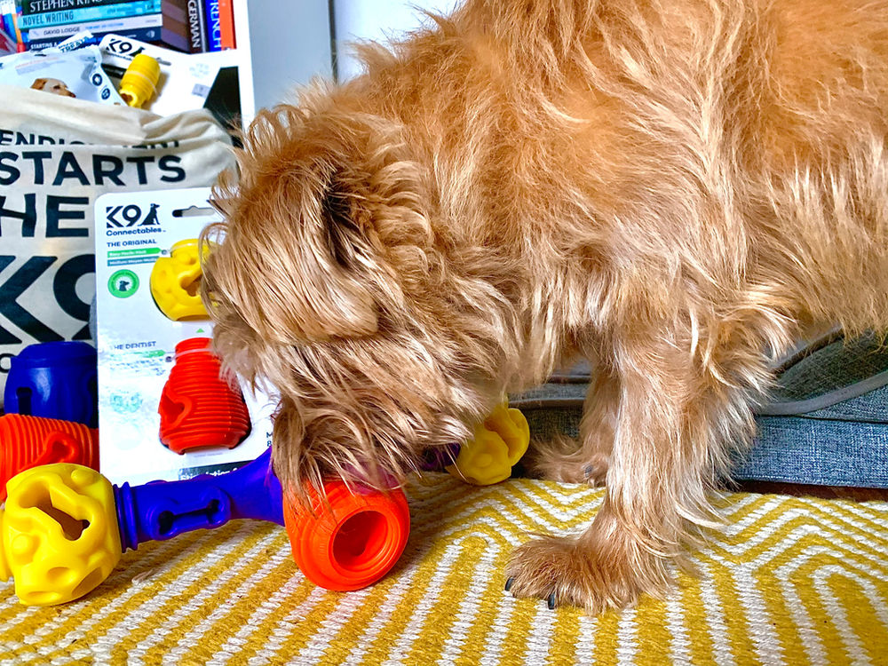 How to Enrich your Dog's Life