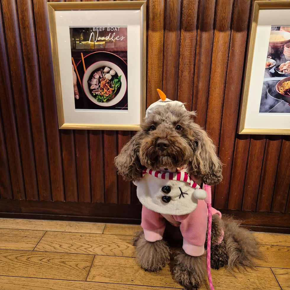 A brown poodle wearing a snowman outfit n front of a poster advertising Thai food