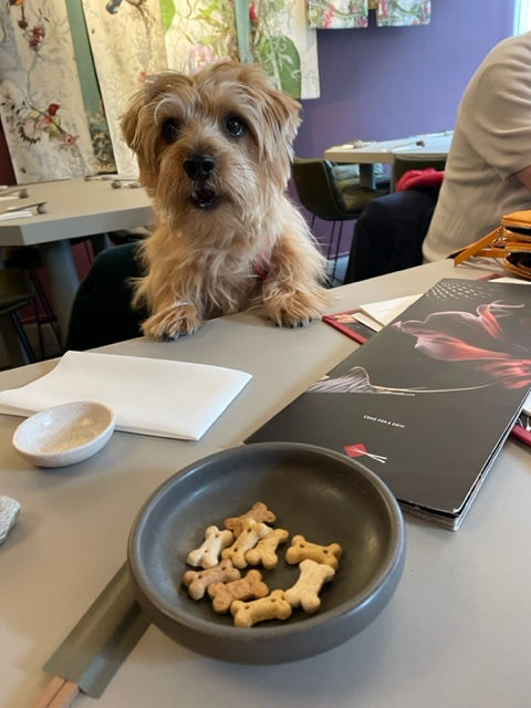 A Norfolk Terrier eagerly looks at a bowl of bone-shaped treats on a table in a restaurant setting. Colorful wall art decorates the background.