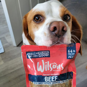 A beagle with a packet of Wilson's beef dog food