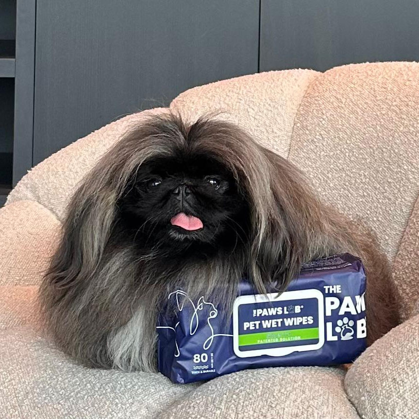 A Pekingese dog on a chair with a packet of Paws Lab wet wipes