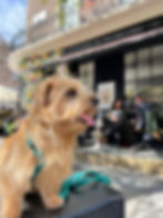 dog friendly cafe Belgravia London