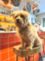 Norfolk Terrier sitting on a stool in front of a bar
