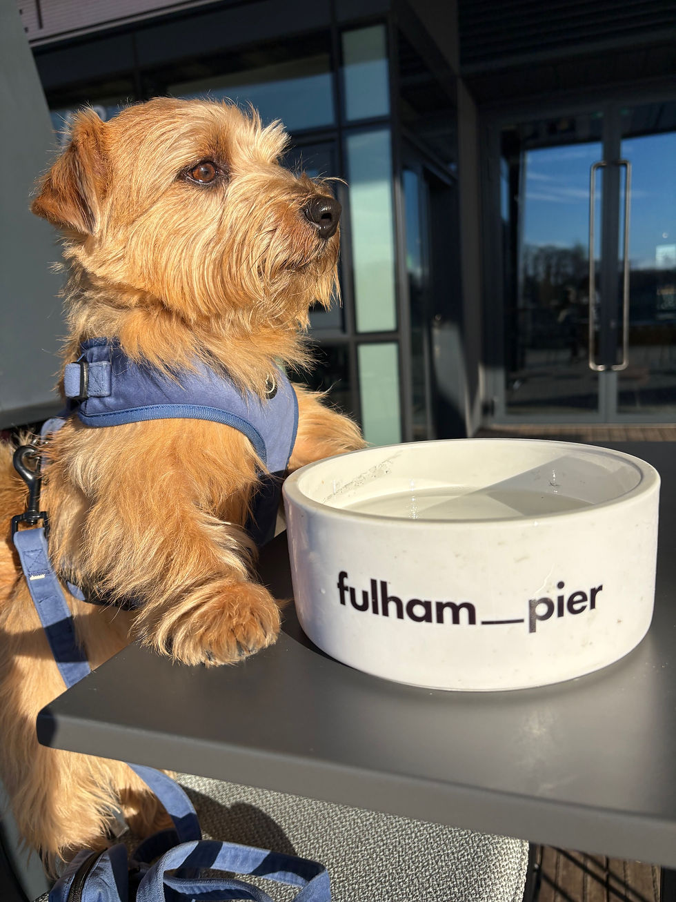 Norfolk terrier in blue harness sits by a white bowl labeled "fulham_pier" on a table, with a building and glass door in the background, sunlit setting.
