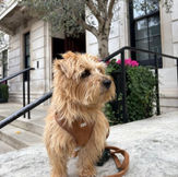 A Norfolk terrier n the steps of a London hotel