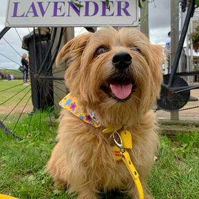 Dog Friendly Lavender Fields