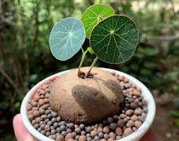 Củ bình vôi