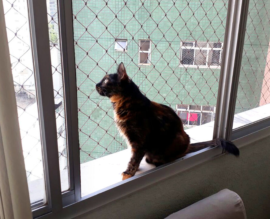 Gato janela