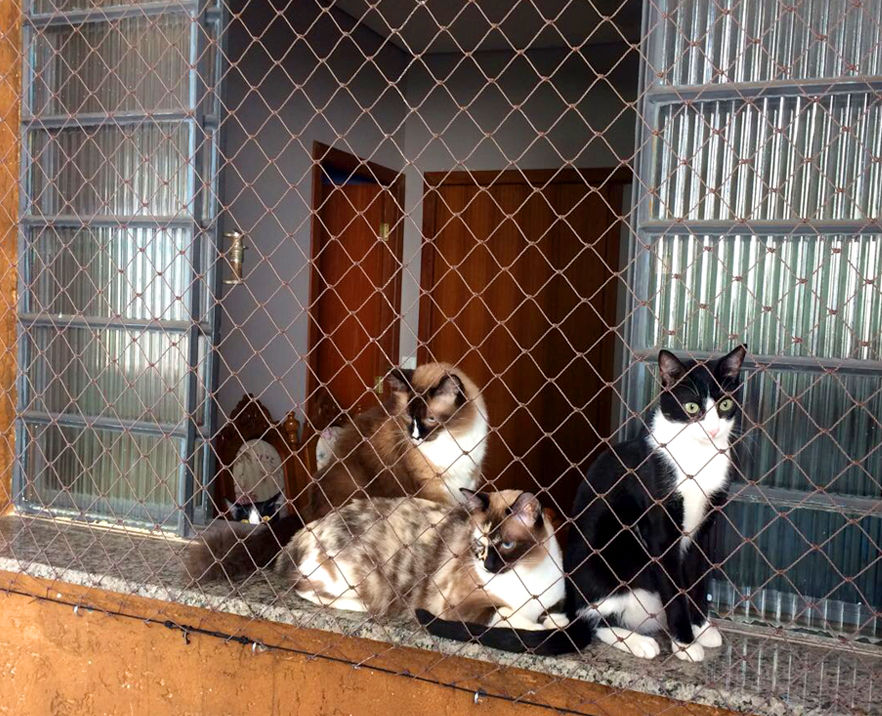Gato janela 3