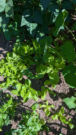 Lettuce 2025 Microclimate Project
