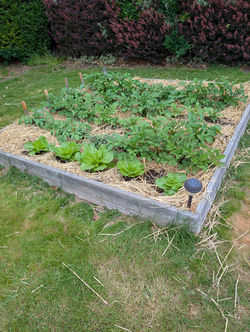 Napa Cabbage in bed 2025