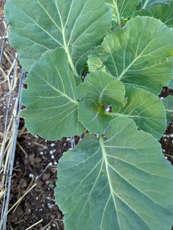Collard Green 2025_2
