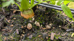 Carrot2025_1