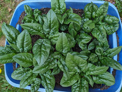 Spinach2025_3
