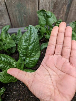 Spinach2025_1