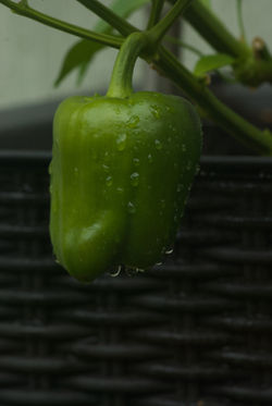 Bell Pepper_2