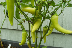 Banana Peppers 2020