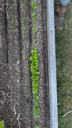 Lettuce seedlings 2025
