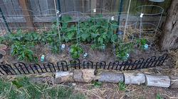 Pepper Bed Extension_2