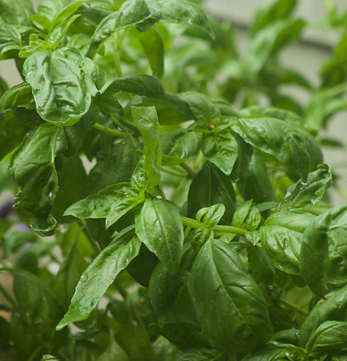 Basil 2020 .jpeg