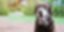 Elderly dog receiving end-of-life support and comfort through hospice services at Cumberland Animal Hospital Russell Springs.