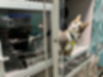 Safe and comfortable pet boarding for cats at Cumberland Animal Hospital in Russell Springs.