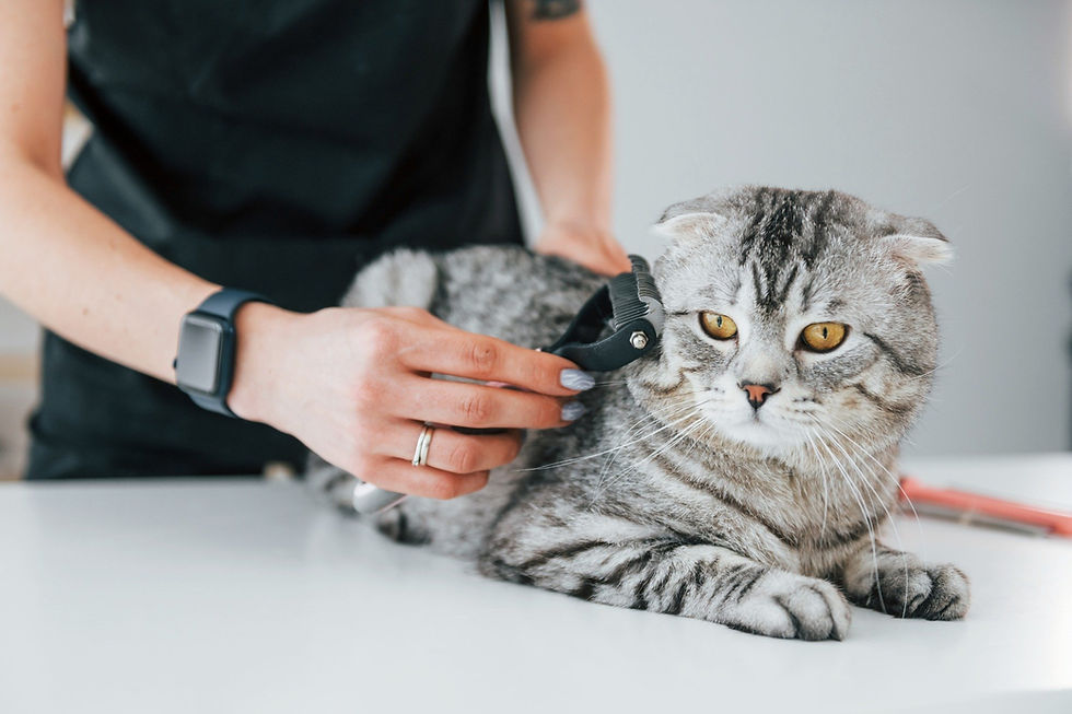 A_Veterinarian_Brushing_A_Cat_s_Fur_original_1753516_compressed.jpg