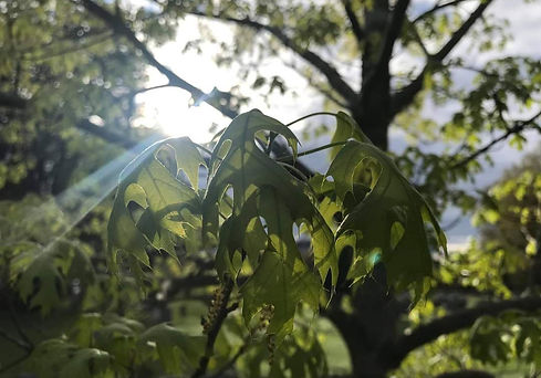 Limbs with leaves drooping on a sunny day from the summer heat, as rays of sunlight are caught by the camera lens.