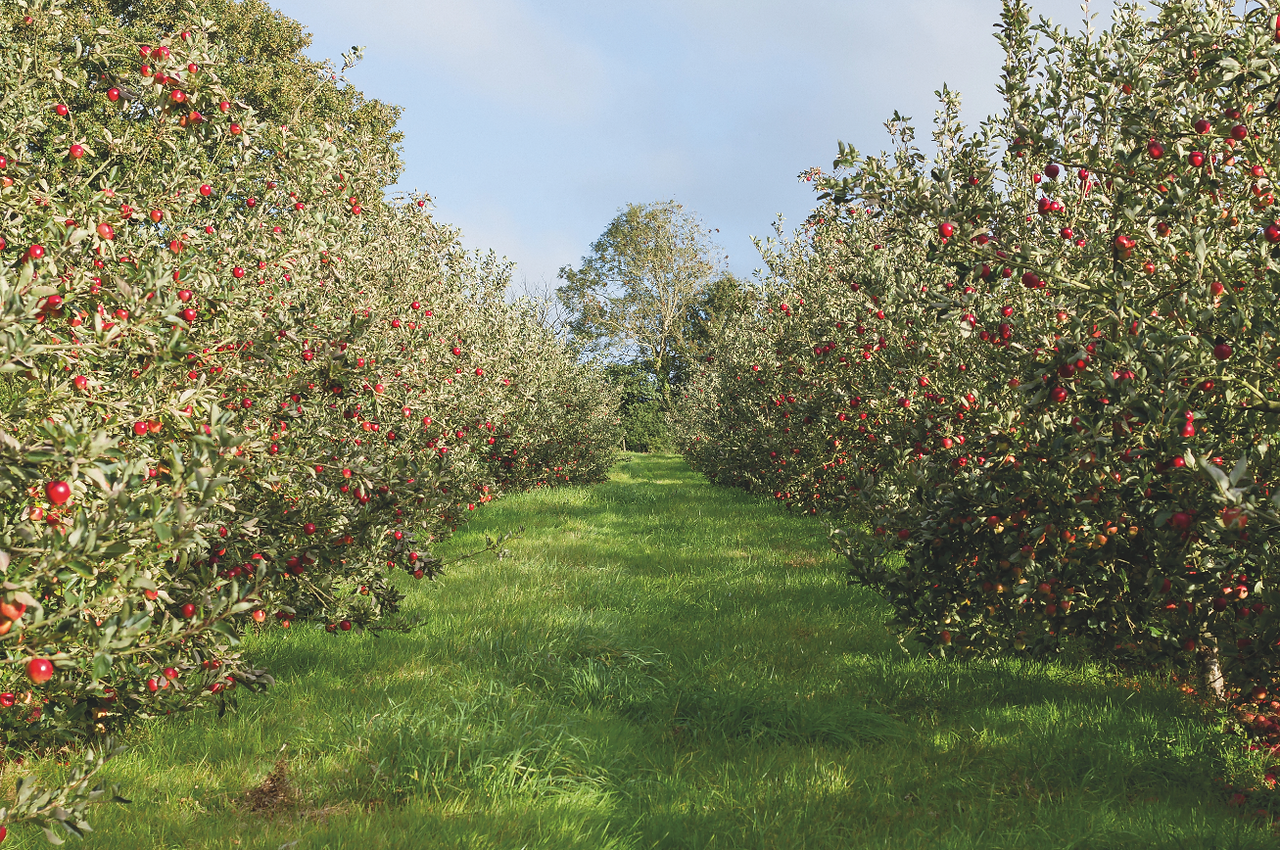 Moorland Distillery Cornwall artisan spirits producer creating traditional Cornish apple brandy and apple schnapps using locally sourced orchard fruit. Small batch distillery in Cornwall producing authentic fruit brandy distilled from fermented apple wine using a traditional copper pot still. Cornish apple brandy crafted from fresh apples, distilled and matured in oak barrels to develop rich natural flavours. Moorland Distillery family run craft distillery producing premium apple spirits inspired by Cornwall’s orchards and countryside. Traditional fruit brandy production in Cornwall combining copper pot still distillation with oak cask maturation. Cornish apple schnapps made with apple juice, honey and spring water sourced from a smallholding orchard in the South West. Artisan Cornish spirits including apple brandy, cherry brandy and sloe based hip flask liqueur produced in small batches. Craft distillery in rural Cornwall blending orchard fruit, natural ingredients and traditional distillation methods. Moorland Distillery apple spirits inspired by Cornwall’s agricultural heritage and natural larder. Cornish craft alcohol brand producing fruit brandies and schnapps for cocktails, aperitifs and after dinner drinks. Apple schnapps from Cornwall served over ice or mixed with prosecco, ginger ale or champagne for refreshing cocktails. Family run Cornish distillery combining sustainable smallholding farming with artisan spirit production. Premium Cornish fruit brandy aged in oak barrels and influenced by the coastal climate and Cornish mizzle. Local Cornish spirits producer selling at food festivals, farmers markets and artisan drink events across Cornwall. Moorland Distillery Cornwall celebrating traditional fruit brandy distillation and orchard inspired flavours from the South West.