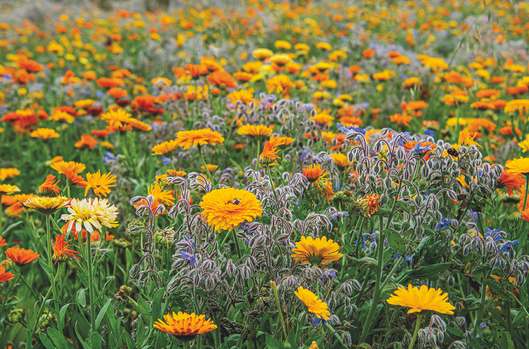 Colorful meadow of yellow, orange, and purple wildflowers filling the frame under soft daylight.