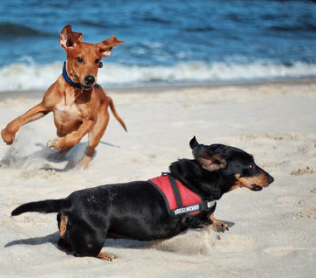 Our top tips for enjoying the Roseland with your dog