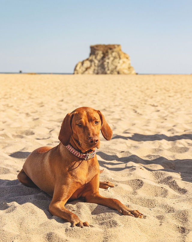 Brown dog lies on sunlit sandy beach with a rock outcrop in the distance under a clear blue sky.