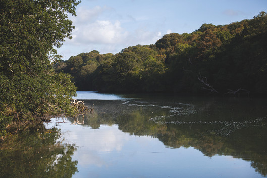National Trust Cornwall. Calm river winding through dense mangrove forest, with blue sky and tree reflections on still water.