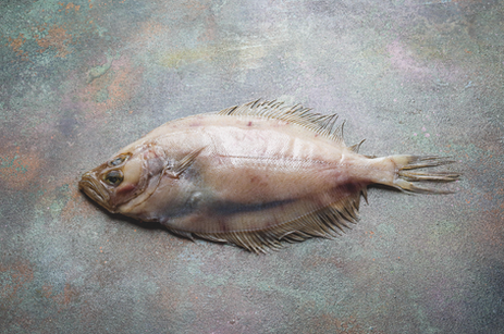 Flat fish lying still on a mottled gray surface, pale pink and brown with visible fins and tail.