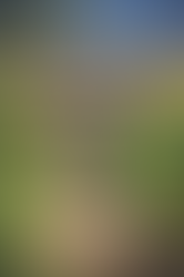 Gorgeous Cottage with blue front door