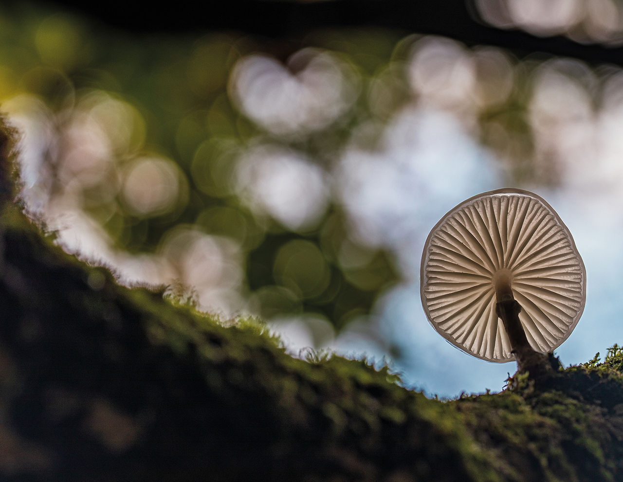 Underside of a pale mushroom on a mossy log, shot low against blurred green forest bokeh and blue sky.