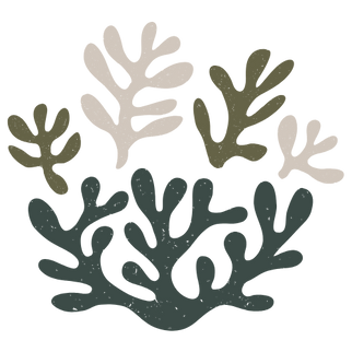 Seaweed