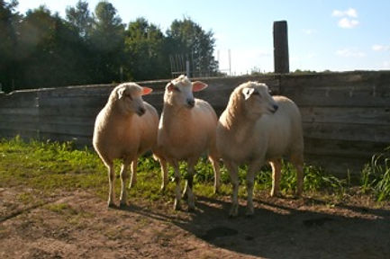 wool sheep