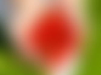 Cherry Tomato Sauce