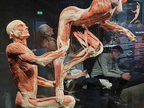 מוזיאון עולם הגופות אמסטרדם - Body Worlds Amsterdam