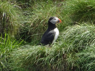 NEWFOUNDLAND & LABRADOR PICS!