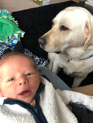 lab puppies for sale in Georgia